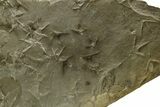 Fossil Bird (Quadridigitus) Track Plate - Green River Formation, Utah #352256-1